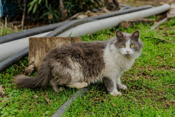Les Secrets Cachés du Thé Minceur : Pourquoi Une Alimentation Équilibrée Accélère Ses Bienfaits
